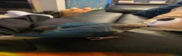Conures birds for sale: Hand reared 325 ono - Advert 12
