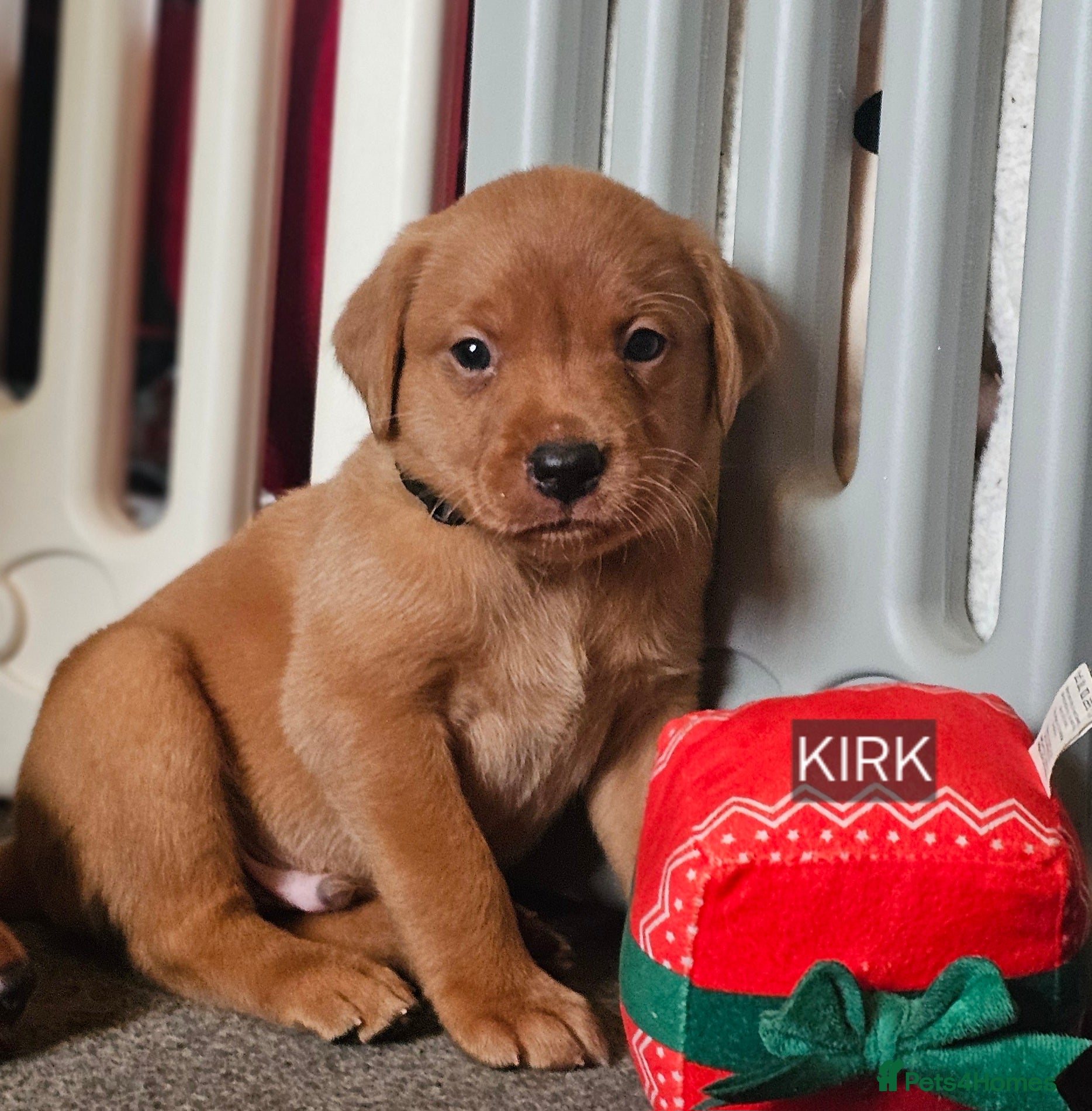 Labrador Retriever dogs KC Chunky Fox Red Labrador Puppys - Advert 18