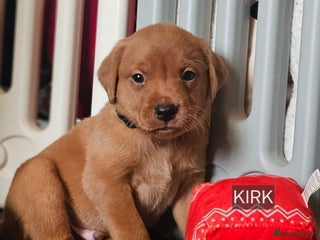 Labrador Retriever dogs KC Chunky Fox Red Labrador Puppys - Advert 18