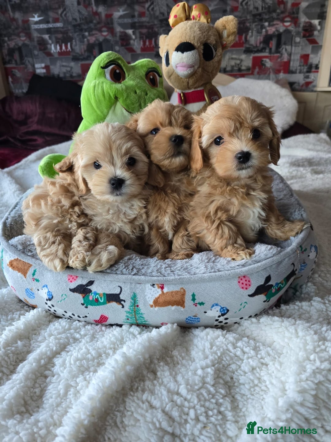Maltipoo dogs for sale: 4 Stunning F1 Asian Maltipoos Health checked  - Advert 5
