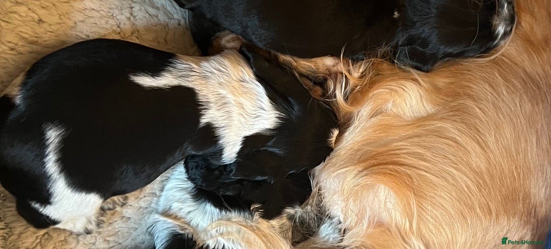 Cocker Spaniel dogs for sale: Stunning Petite Dark Blue Roan Boy Remaining - Image 13