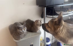 British Shorthair cats for sale: Female British Shorthair  - Image 5