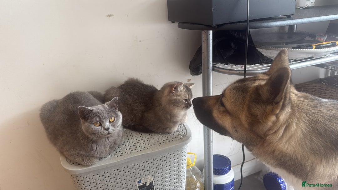 British Shorthair cats for sale: Female British Shorthair  - Image 5