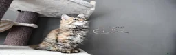 Siberian cats for sale: Siberian Kitens from Tunguska House Cattery - Advert 27