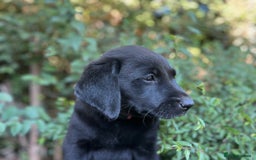 Labrador Retriever dogs for sale: QUALITY HEALTH TESTED KC LABRADOR PUPPIES  - Image 5