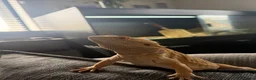 Bearded Dragon reptiles for sale: male bearded dragon with full set up  in Peterlee - Advert 3
