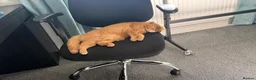 Scottish Fold cats for sale: Scottish Fold Female for Sale – Ginger Color - Advert 4