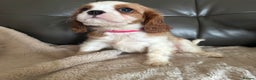 Cavalier King Charles Spaniel dogs for sale: Stunning cavalier King Charles puppies home bred - Advert 2