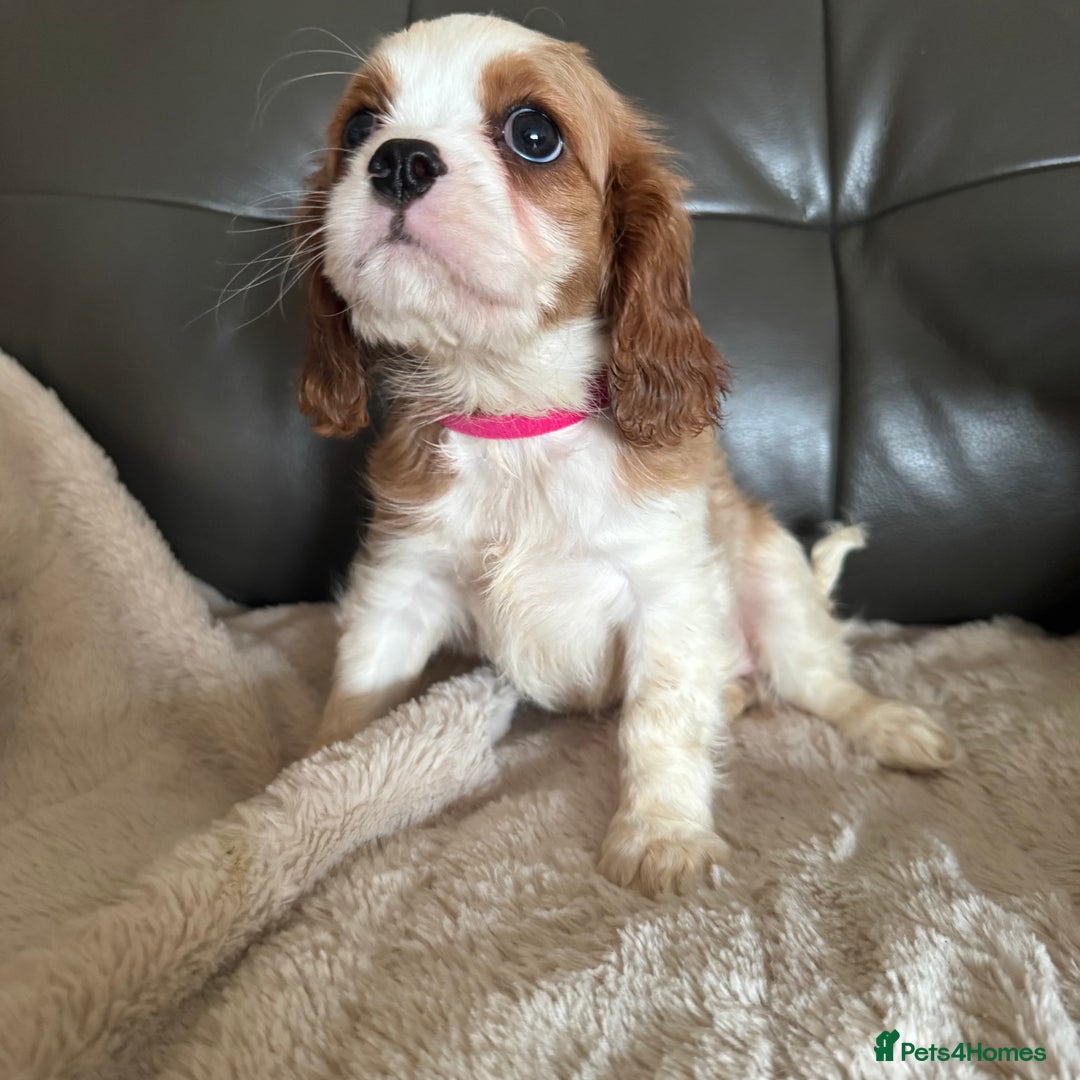 Cavalier King Charles Spaniel dogs for sale: Stunning cavalier King Charles puppies home bred - Advert 2