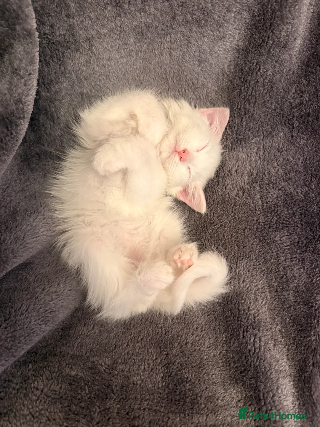 Turkish Angora cats for sale: Snowy- White Turkish Angora - Advert 2