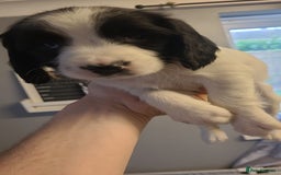 English Springer Spaniel dogs for sale: Kc registered springer spaniel puppies  in Sturminster Newton - Image 7