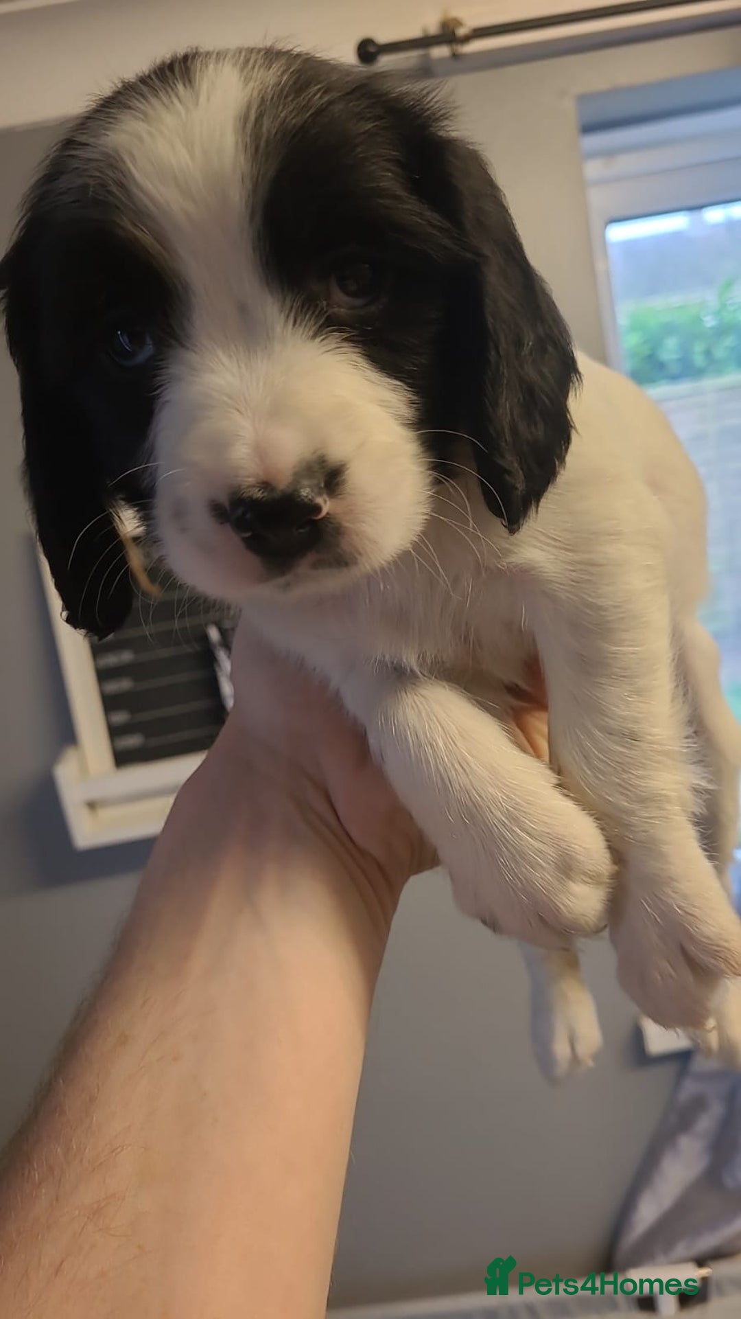English Springer Spaniel dogs for sale: Kc registered springer spaniel puppies  in Sturminster Newton - Image 7