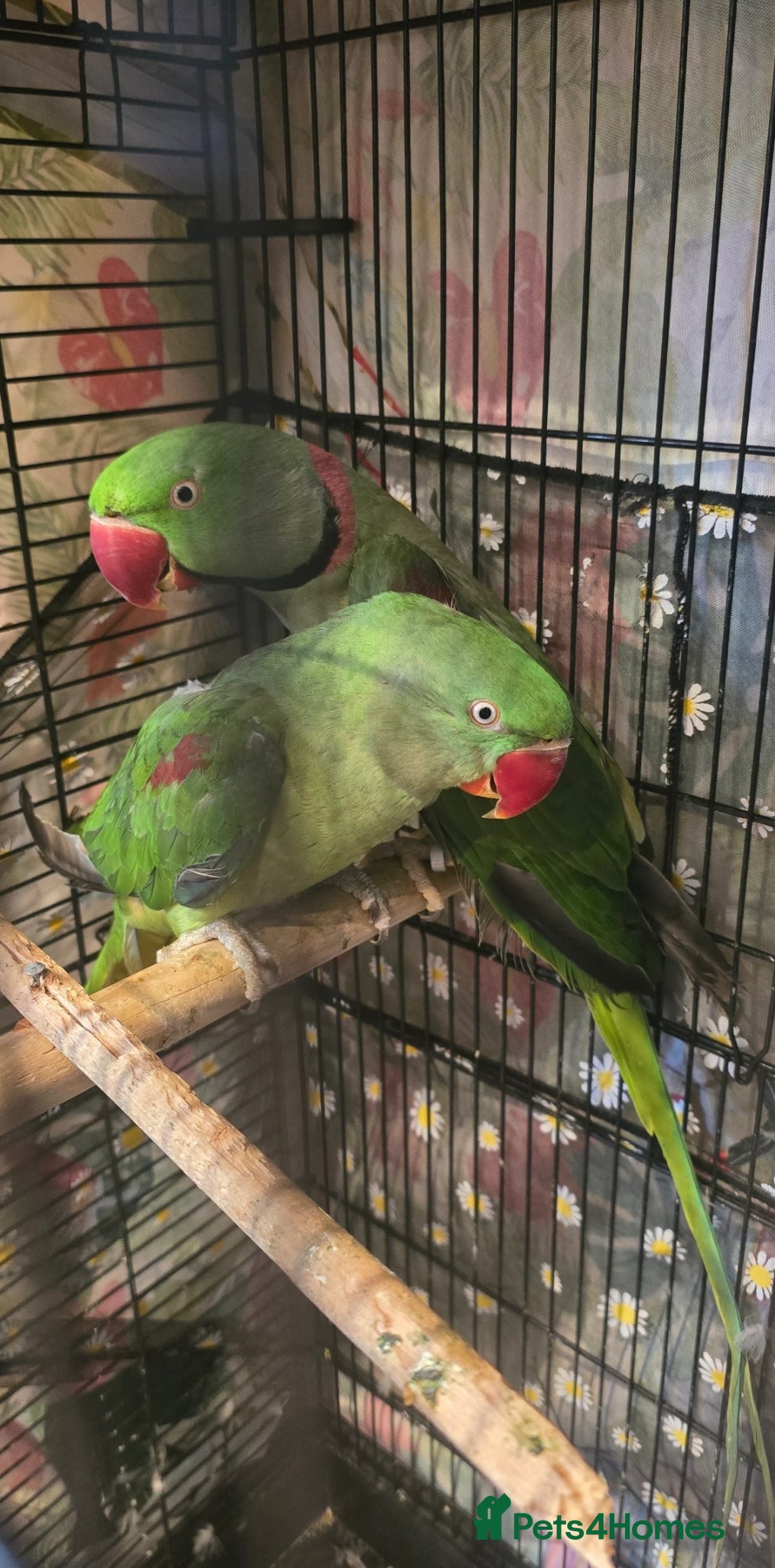 Parrots birds Alexandrline pair - Advert 7