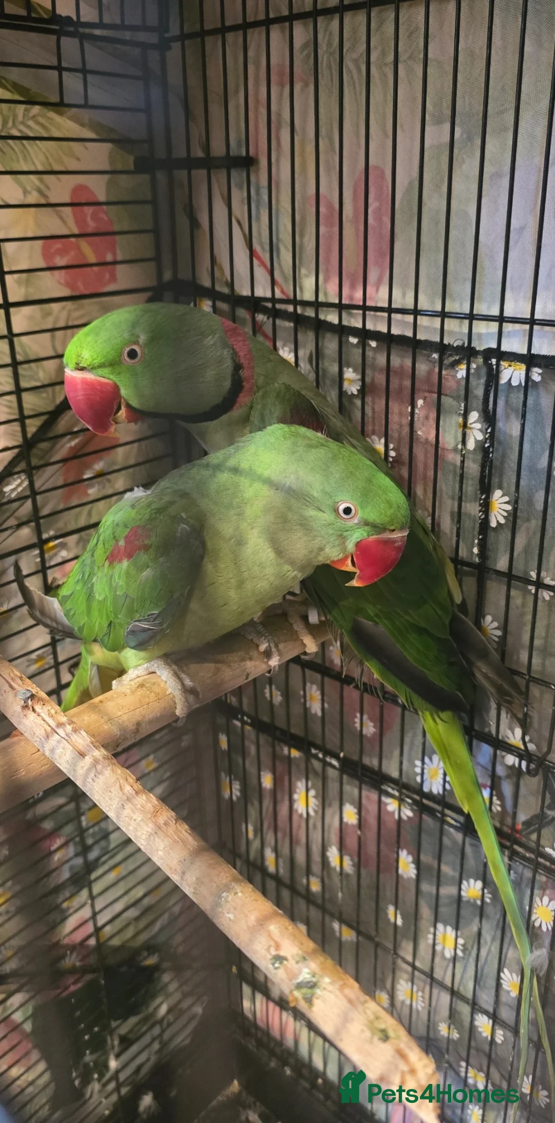 Parrots birds for sale: Alexandrline pair in Wrexham - Advert 1