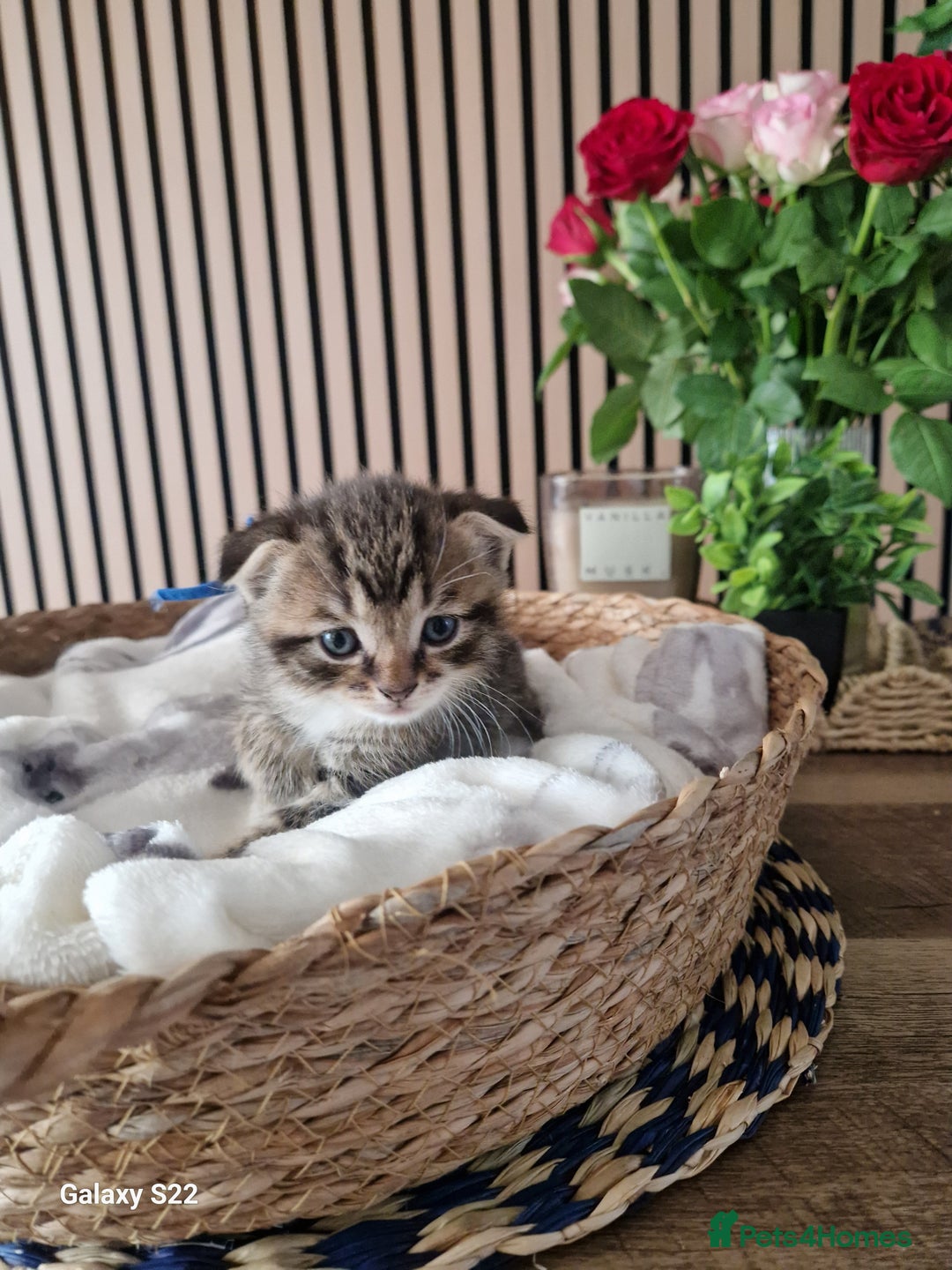 Scottish Fold cats for sale: Scotish fold/straight kittens  - Advert 12