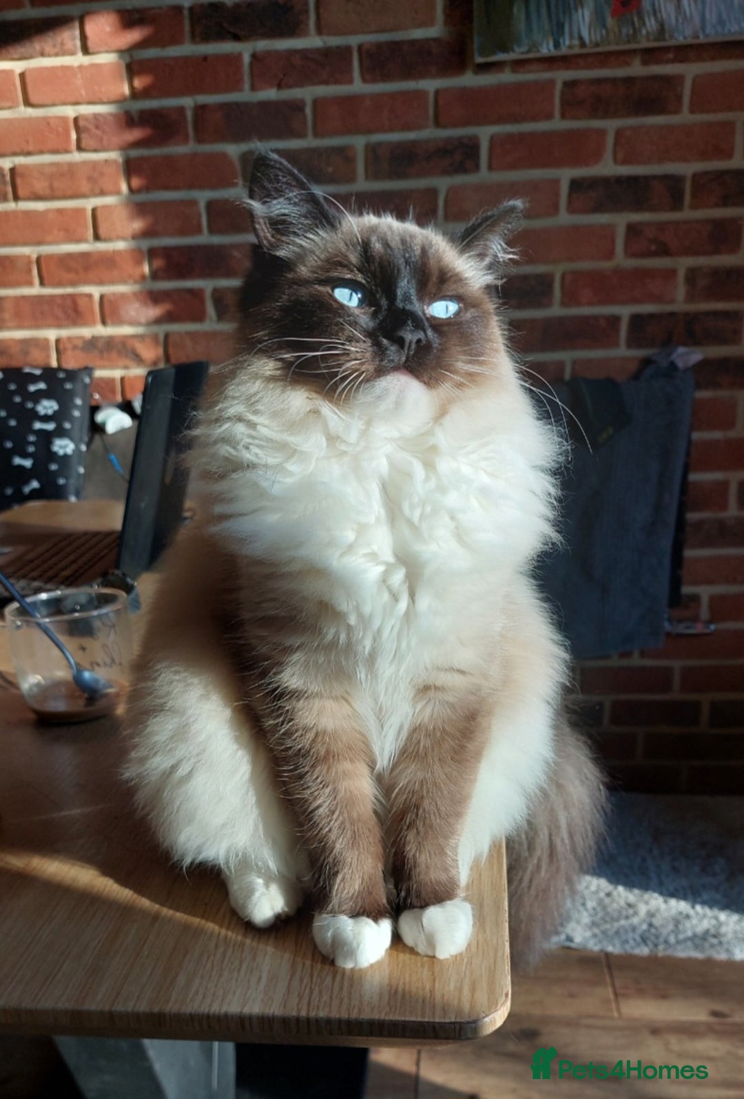 Ragdoll cats for sale: Beautiful chunky kittens ready to leave soon - Image 4