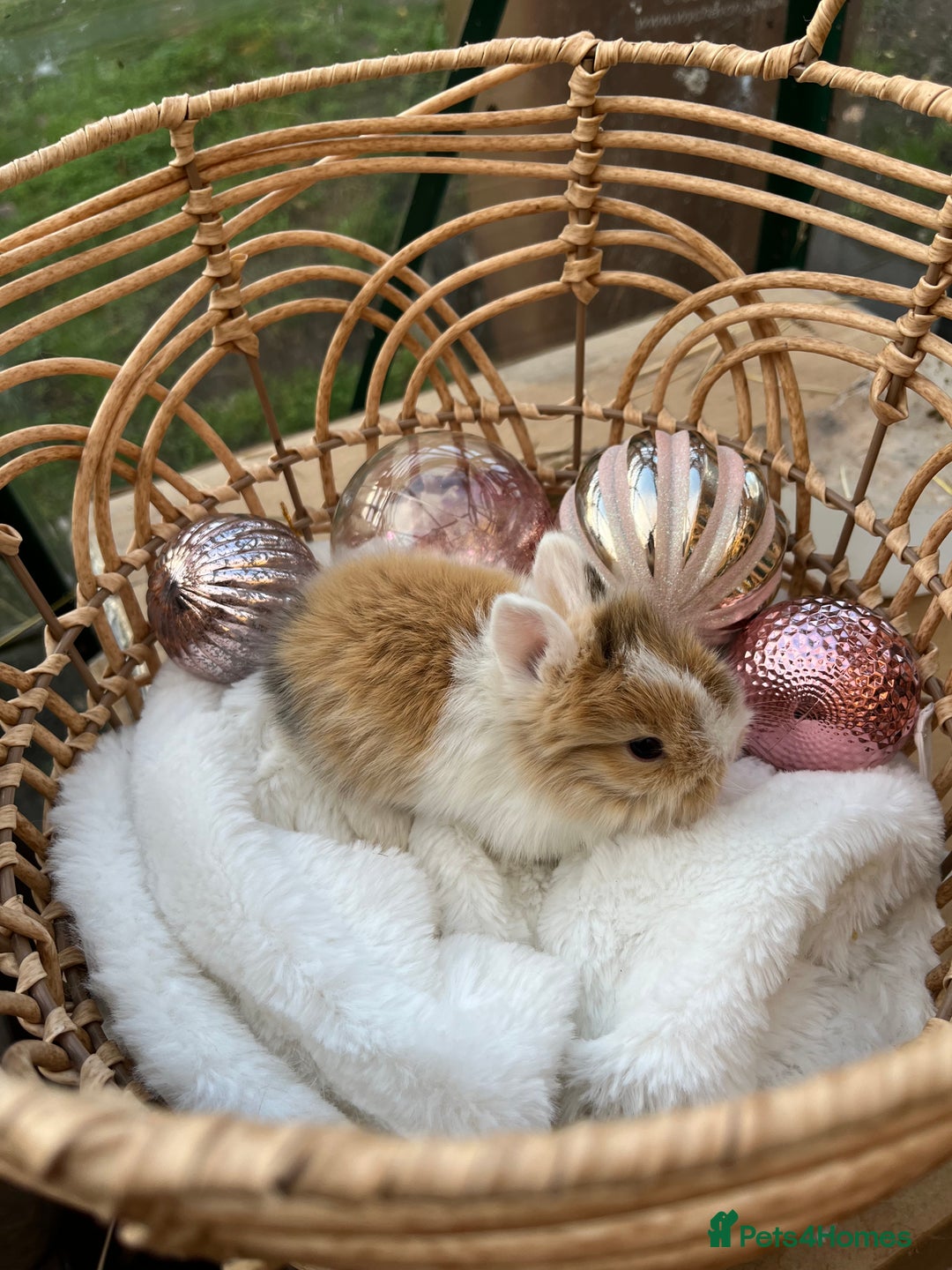 Lionhead rabbits for sale: 7 lionhead babies  - Advert 4