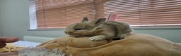 Lionhead rabbits for sale: Lionhead Bunny - Advert 1