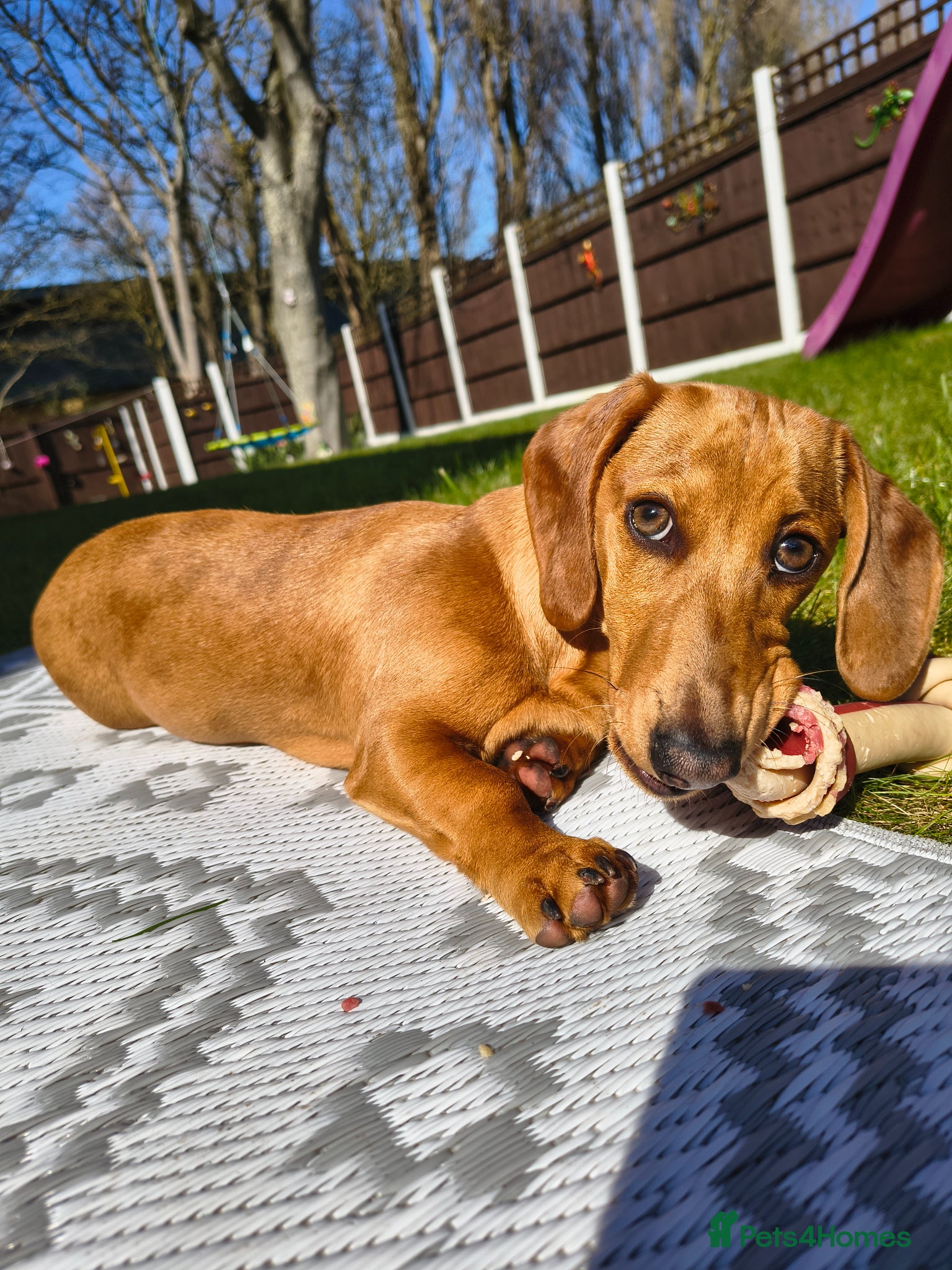 Miniature Dachshund dogs Red dapple miniature dachshund  - Advert 18