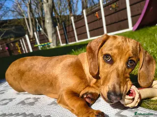 Miniature Dachshund dogs Red dapple miniature dachshund - Advert 18