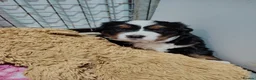Bernese Mountain Dog dogs for sale: Bernese mountain dog puppies  - Advert 15