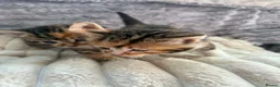Mixed Breed cats for sale: kittens  - Advert 3