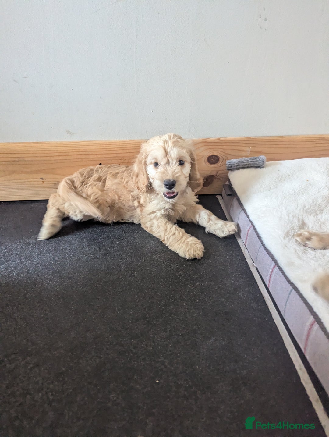 Cockapoo dogs for sale: Cockapoo Girl - Image 8