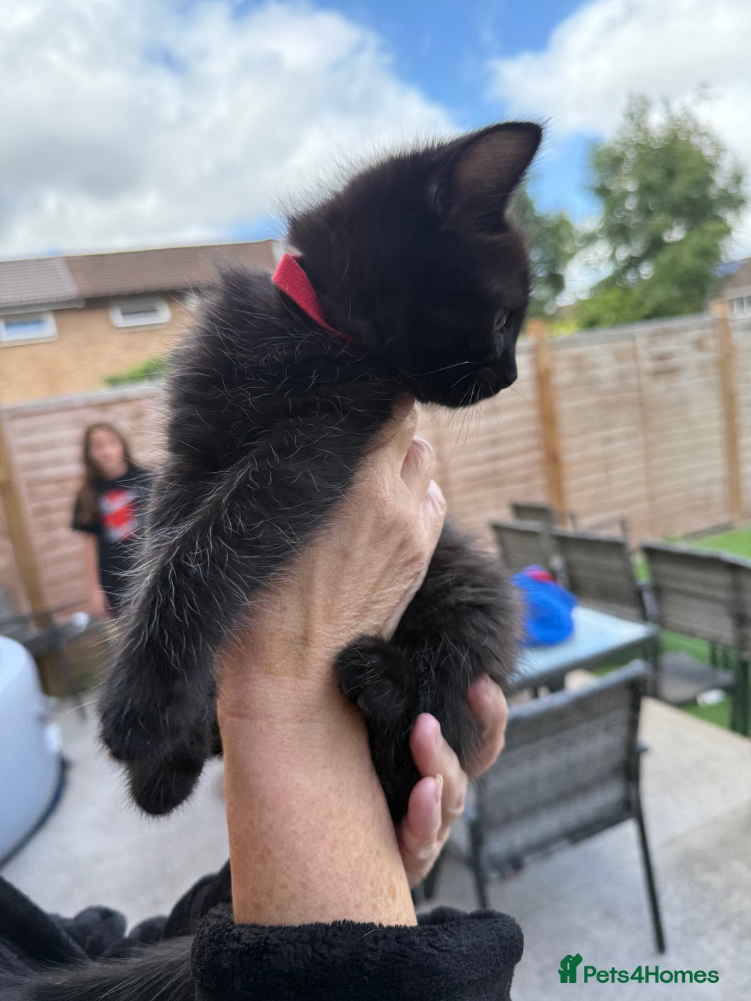 Ragdoll cats for sale: Ragdoll x English shorthair  - Image 13