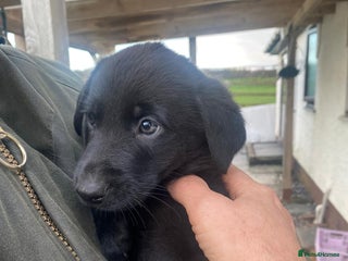 Labrador Retriever dogs - Advert 32