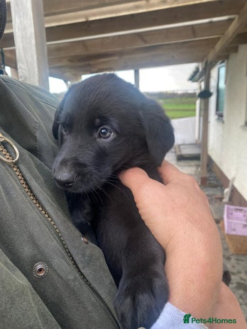 Labrador Retriever dogs - Advert 1