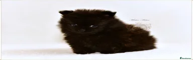 Pomeranian 2