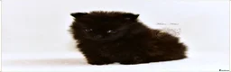 Pomeranian dogs for sale: MINIATURE POMERANIAN PUPPIES - Advert 14