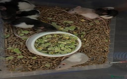 Rat rodents for sale: ✨Young rats (8 weeks!) 🐀 ✨ - Image 1