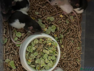 Rat rodents - Advert 13