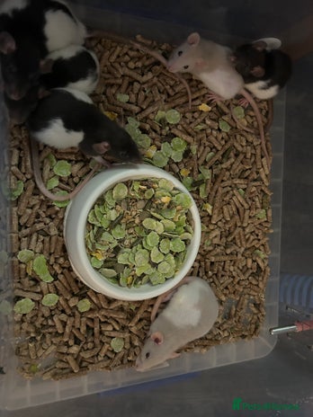 Rat rodents - Advert 13