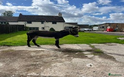 Donkey livestock for sale: Jenny donkey  - Image 2