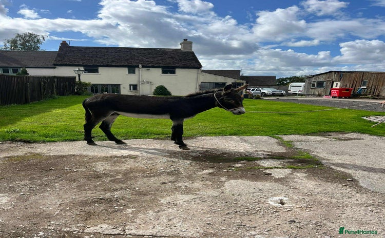 Donkey livestock - Advert 1