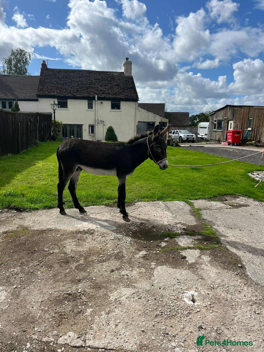 Donkey livestock for sale: Jenny donkey  - Image 2