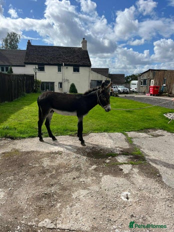 Donkey livestock - Advert 5