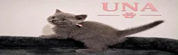 British Shorthair cats for sale: CHAMPION BLOODLINE BI-COLOURS - Advert 4