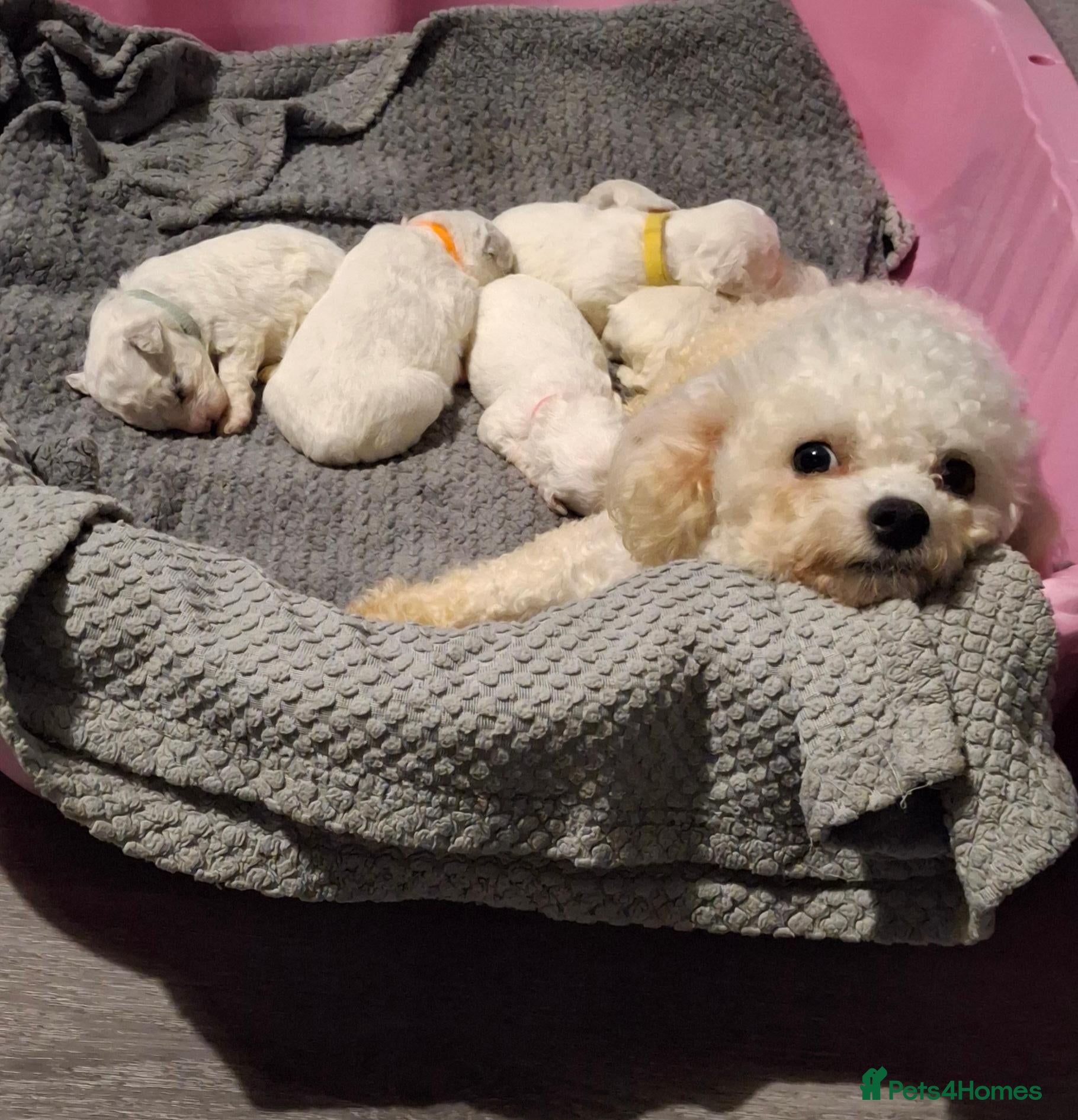 Bichon Frise dogs for sale: Dogs for sale  - Advert 1