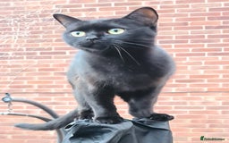 British Shorthair cats for sale: Chocolate british shorthair female - Image 5