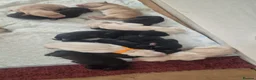 Labrador Retriever dogs for sale: Labrador puppies in Sunderland - Advert 3