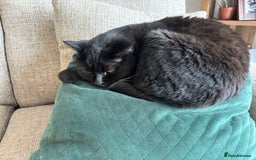 Ragdoll cats for sale: 🐾 Beautiful 4-YearOld Chocolate British Shorthair - Image 4