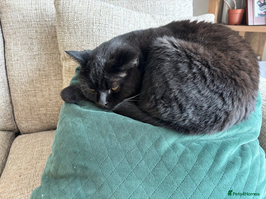 Ragdoll cats for sale: 🐾 Beautiful 4-YearOld Chocolate British Shorthair - Image 4