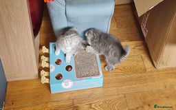Scottish Fold cats for sale: Scottish Fold Kittens  - Image 10