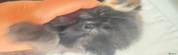 British Longhair cats for sale: Small very fluffy kitten in London ready now - Advert 1