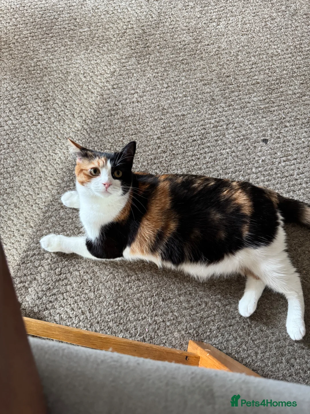 Brazilian Shorthair cats for sale: Sweet, Quiet Cat for Adoption - Coco  - Advert 2