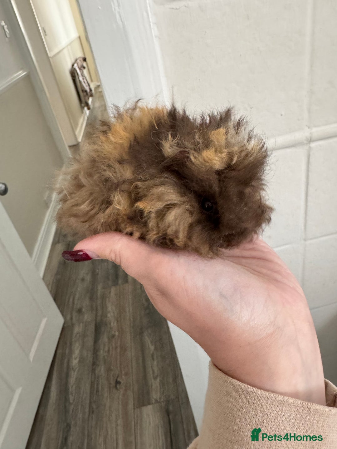Guinea Pig rodents for sale: Chocolate tri texel male  - Advert 5