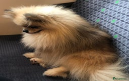 Pomeranian dogs for sale: Extra small pom girl 1kg - Image 7
